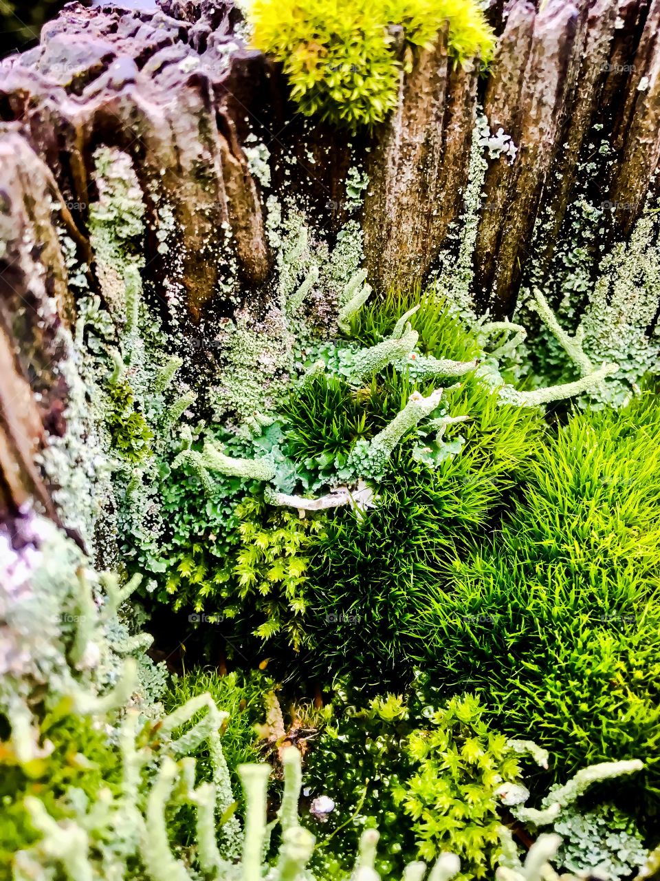 Miniature Forest #2