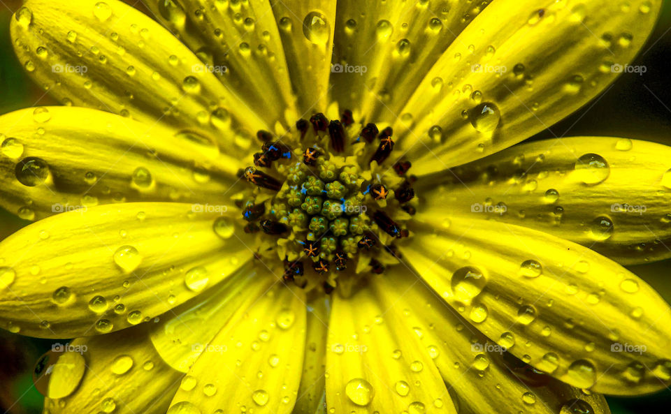 Macro photo of raindrops on the leaves of a bright yellow flower