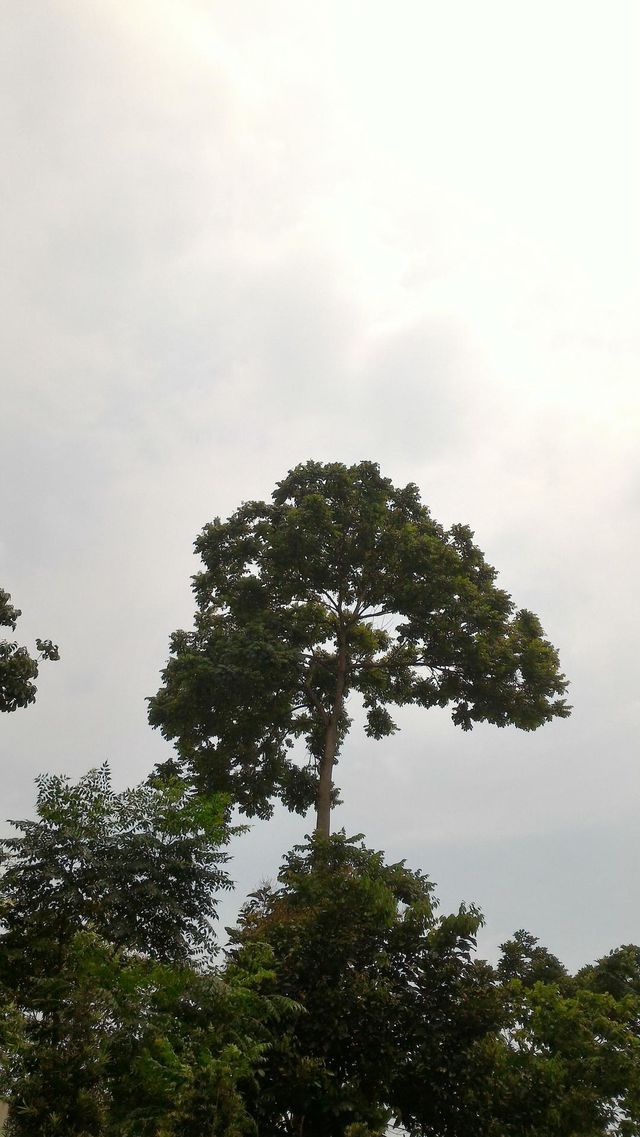 tall tree, big tree