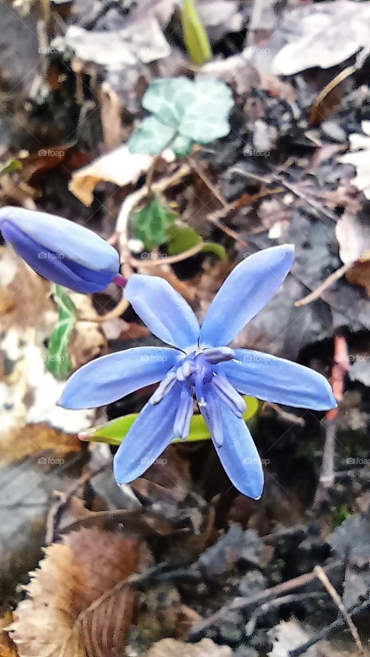 Blue spring flower