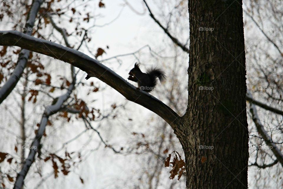 squirrel silhouette in tree