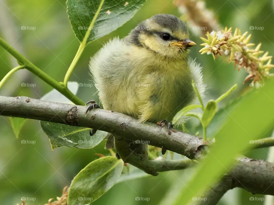 Little blue tit