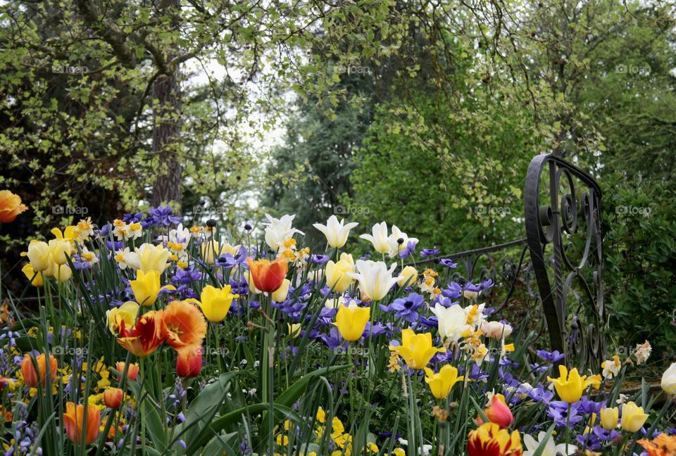 beautiful floral splendor