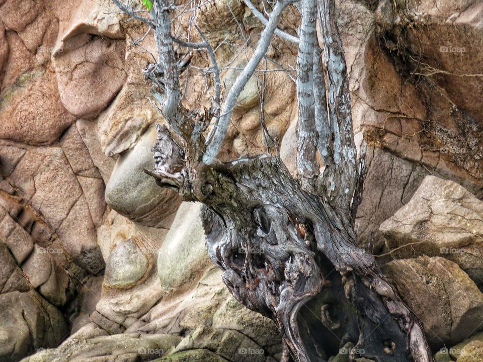 Natural scenery, tree trunks and white rocks on the rocky beach.