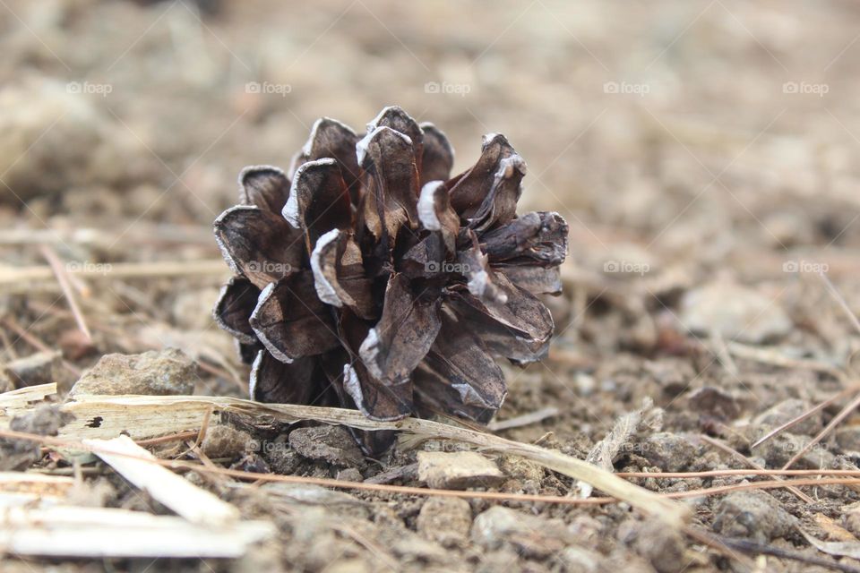 pine tree flowers falling on the ground