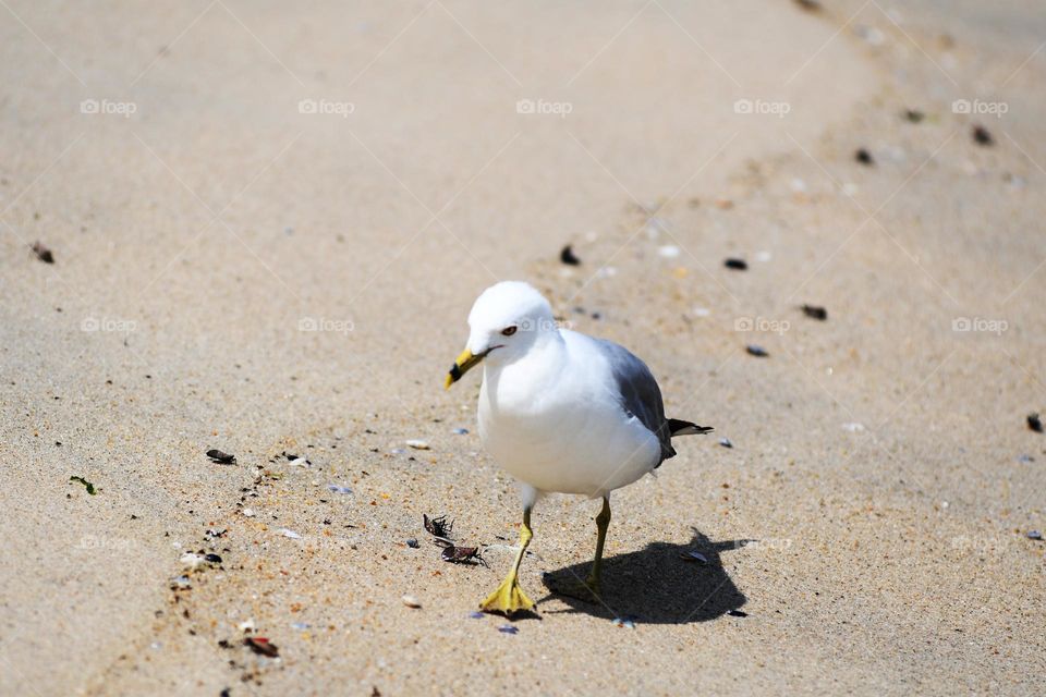 A seagull runs and weaves in, out, and in between an invasion of spotted Lanternflies that have descended upon Sandy hook beach of New Jersey.