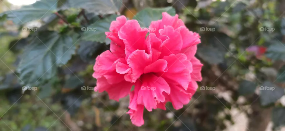 Red flower