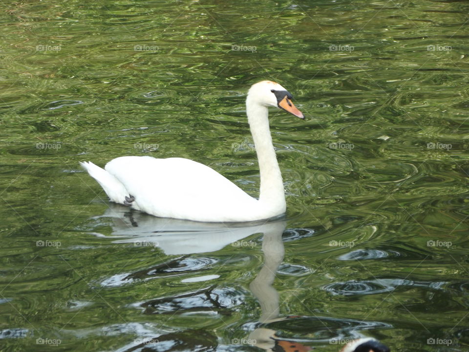 Graceful Swan