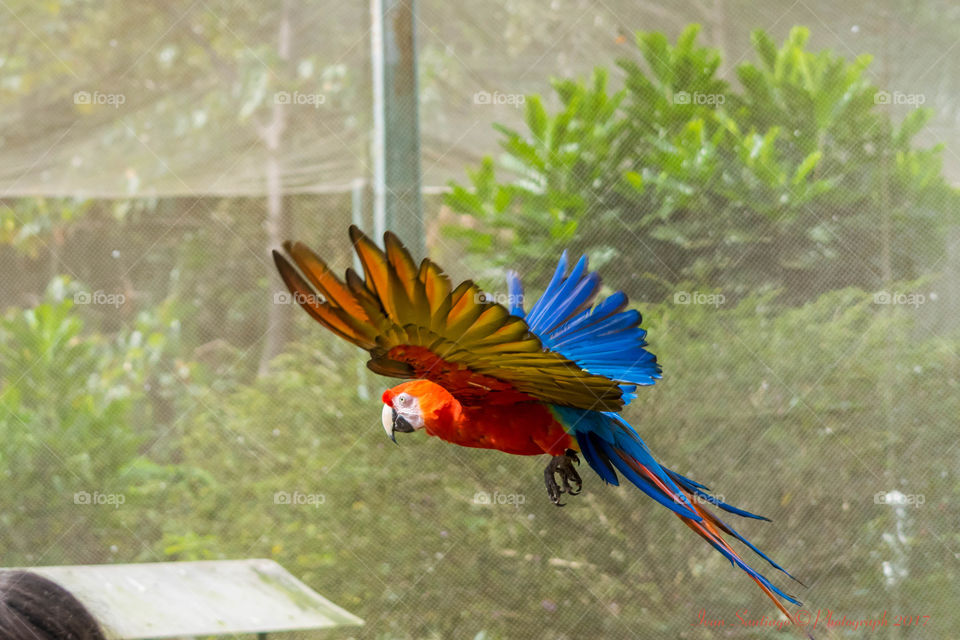 Parrot Flying