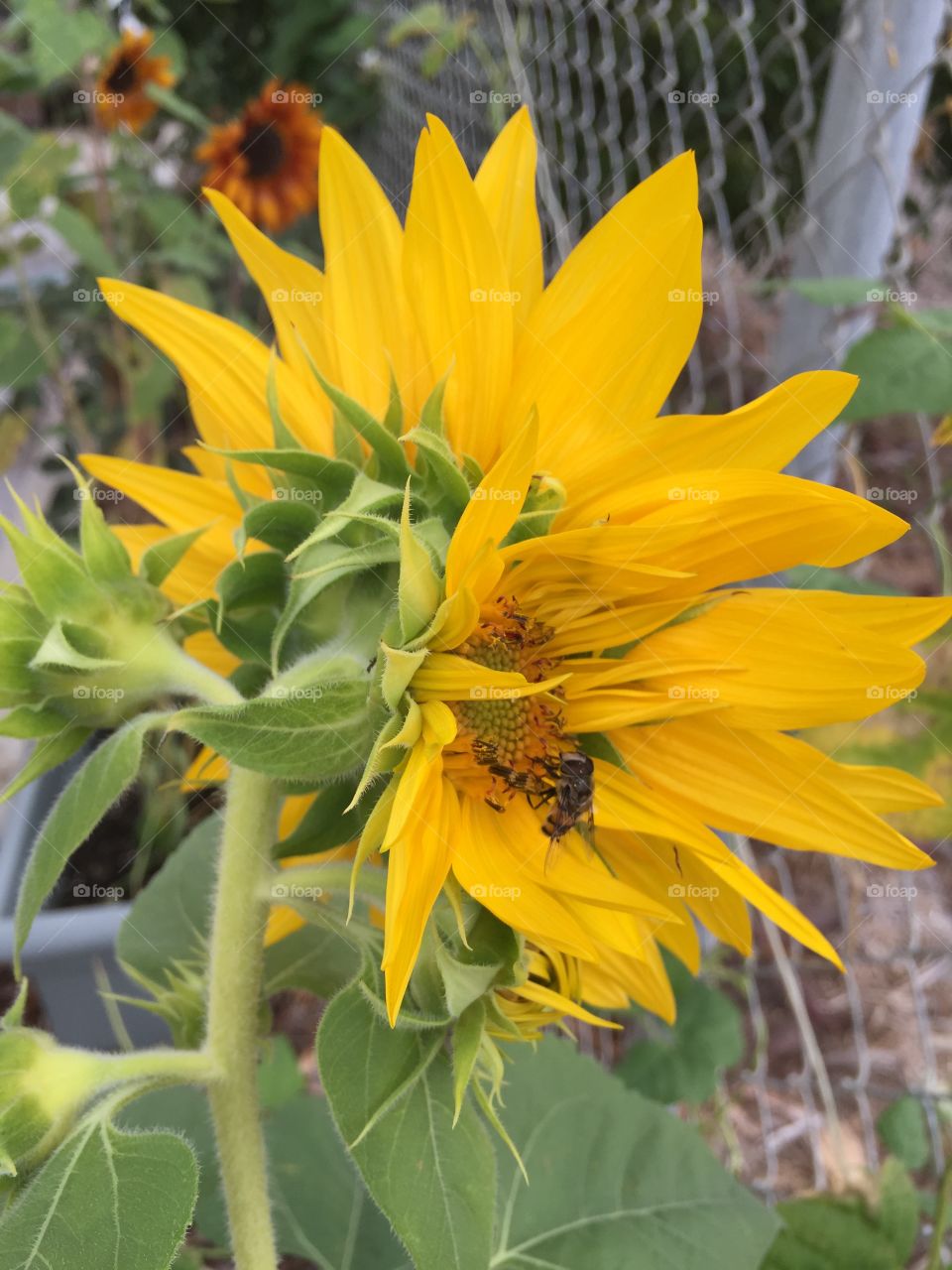 Nature. Bee and sunflowers