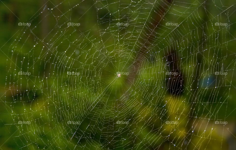 web