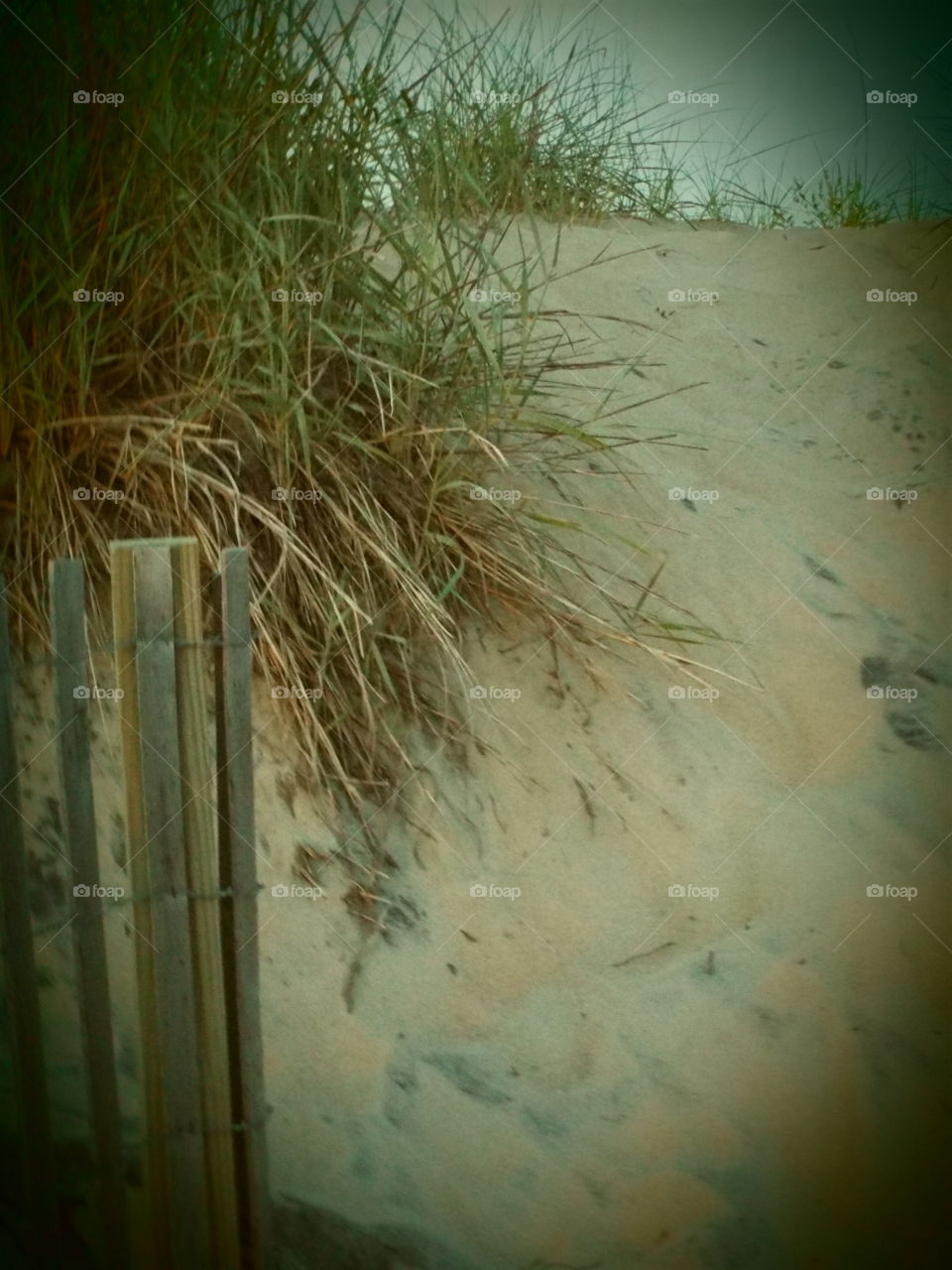 Beach grass
