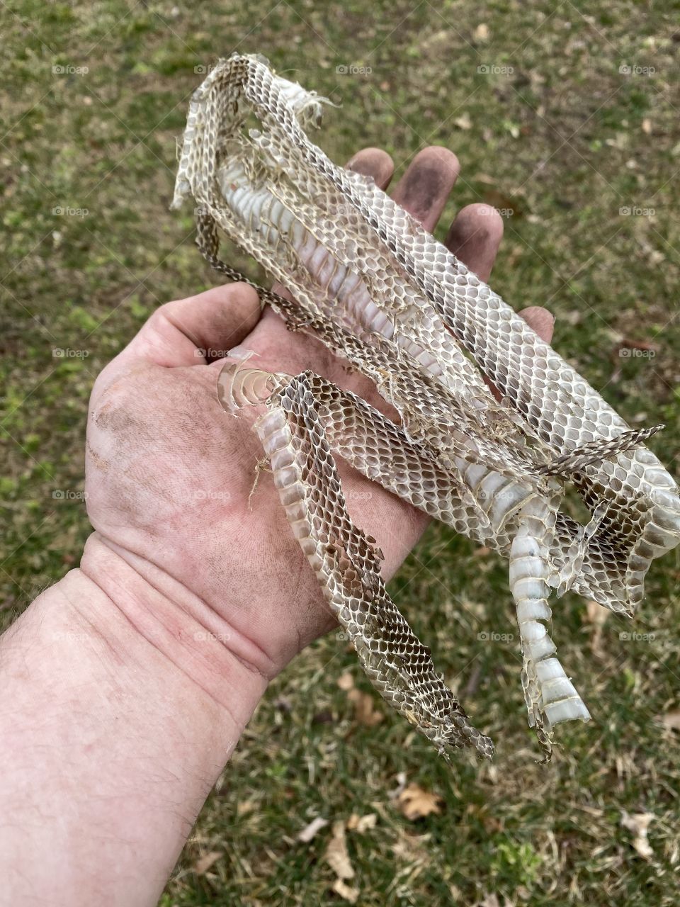 Snakeskin #snakeskin 