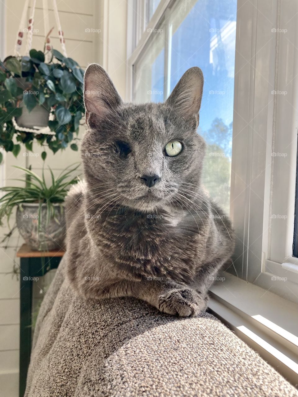 One Eyed Gray Manx Cat Sitting in the Window