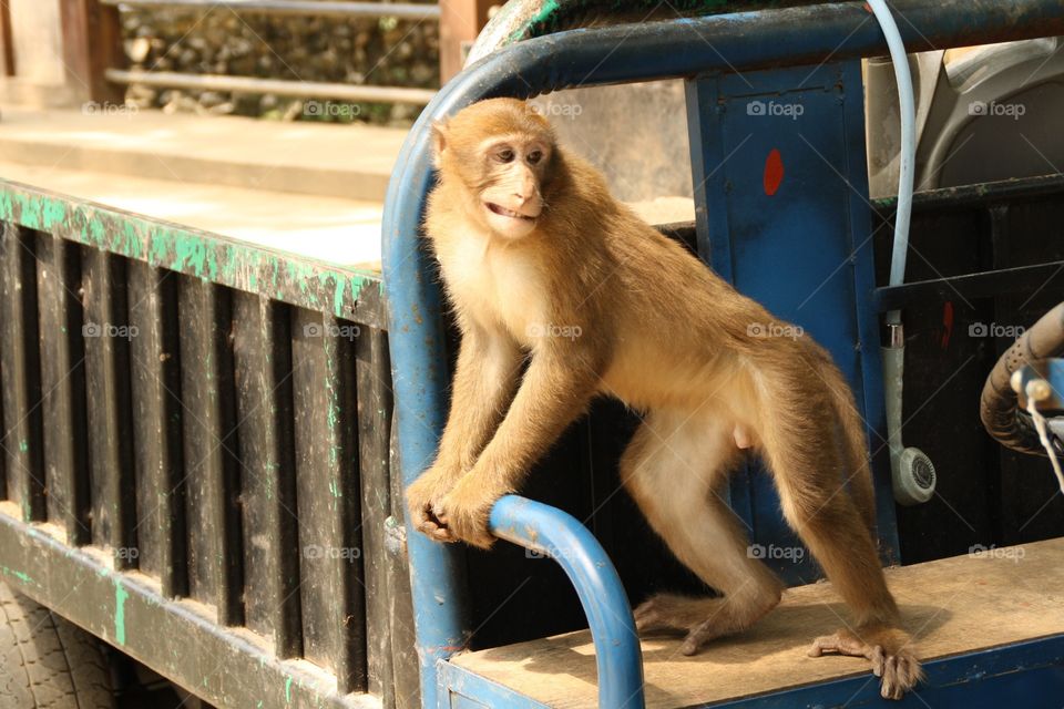 Monkey in a car 🐵 . This monkey looks very human! 