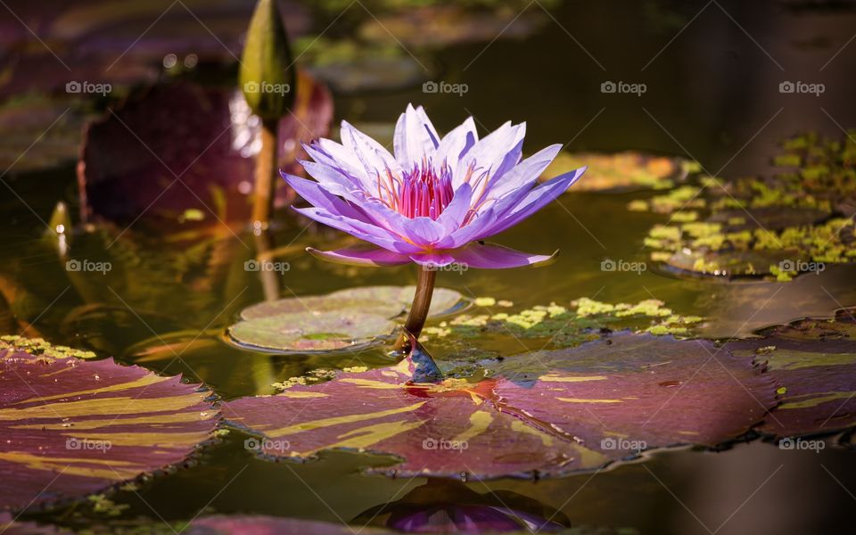 Water lily floating on water