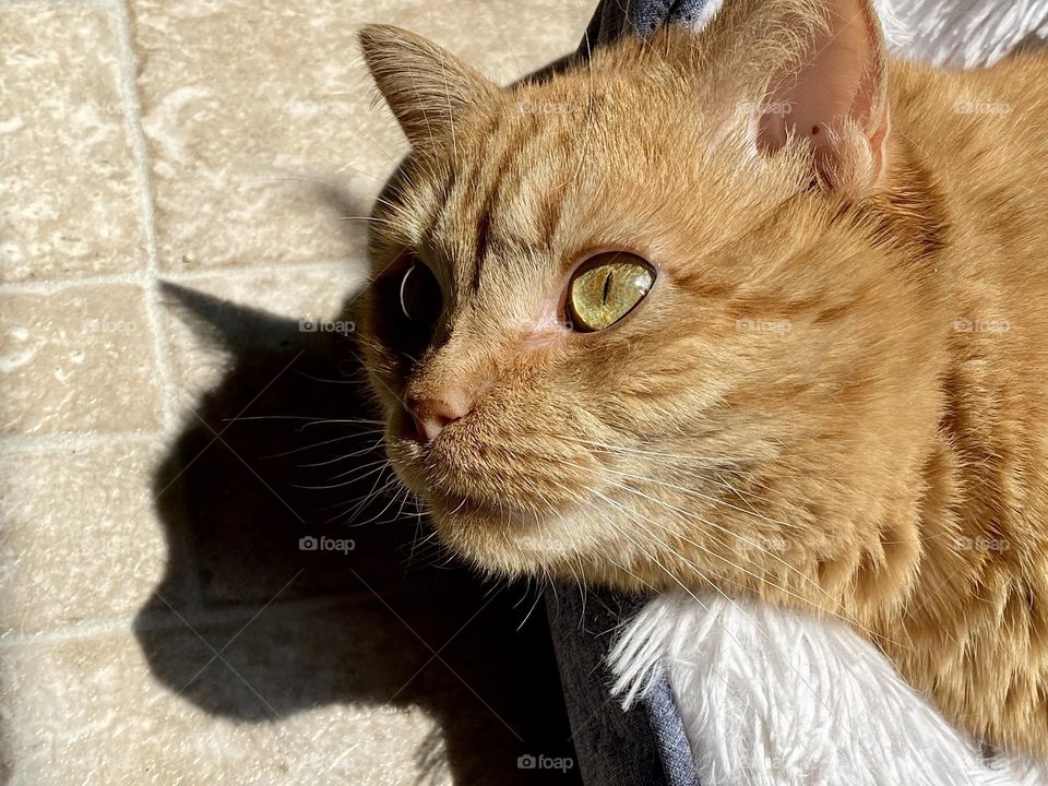 A cat sitting in the sun with her shadow reflected on the floor