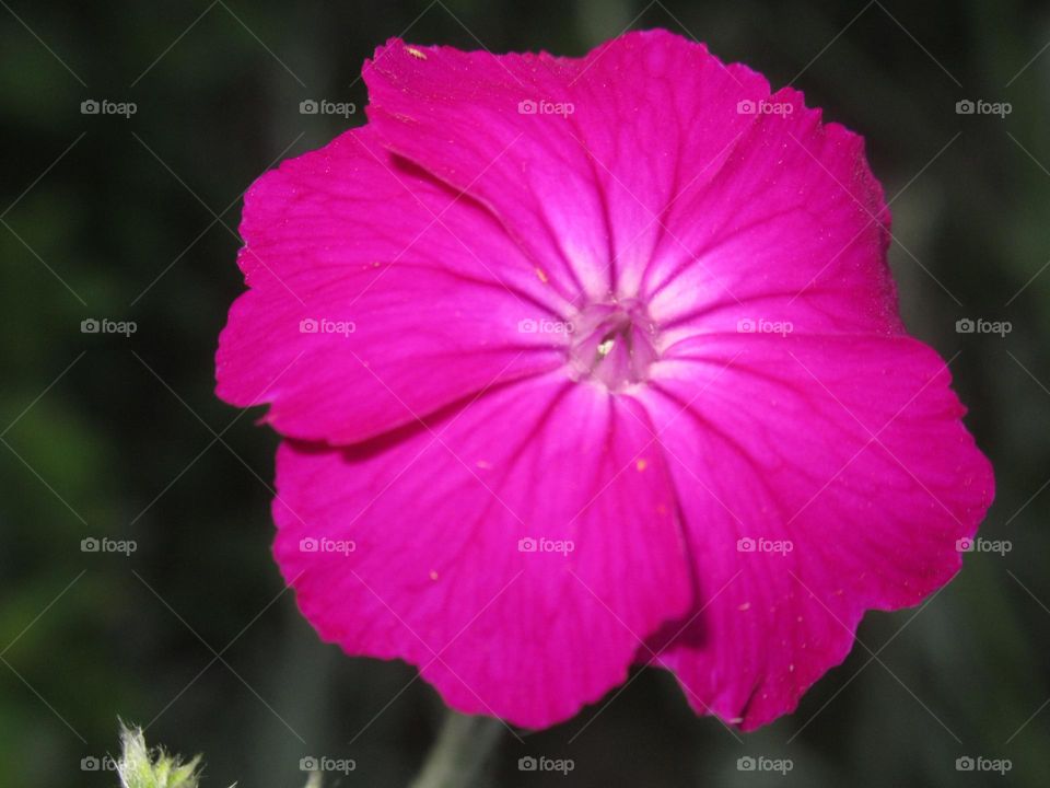 crimson flower from my dacha, summer, heat, nature,