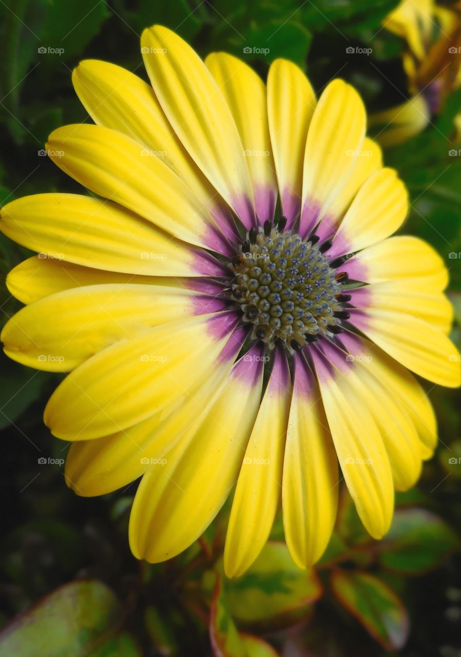 Desktop shot of a bright yellow and purple flower