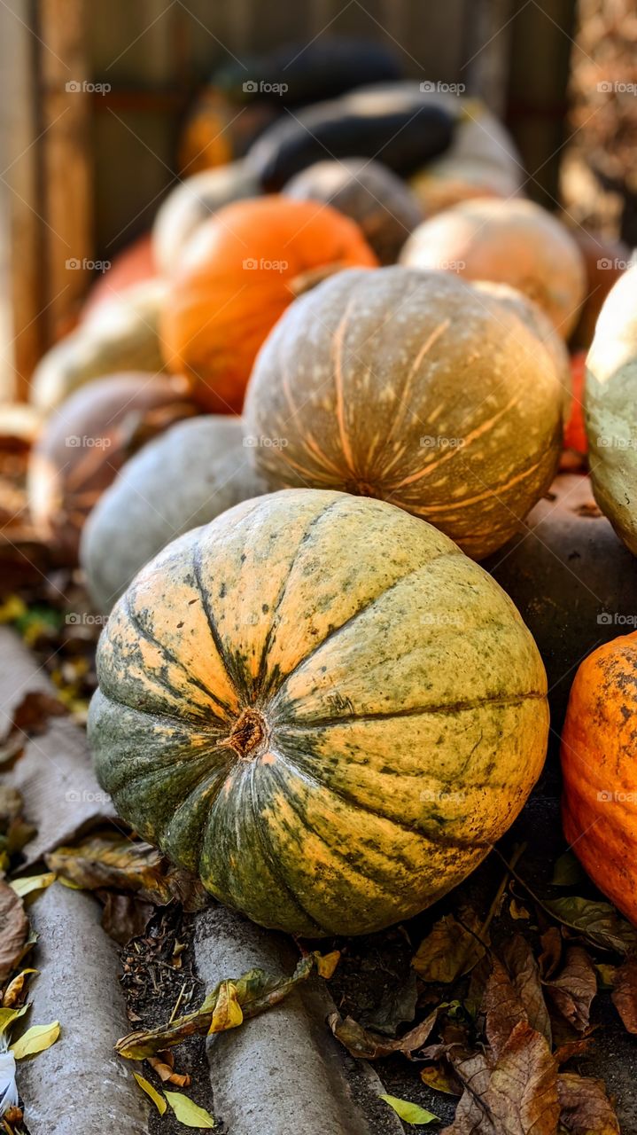 Big orange pumpkins harvested in autumn