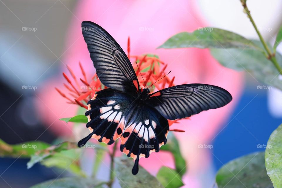 Beautiful and cute butterfly