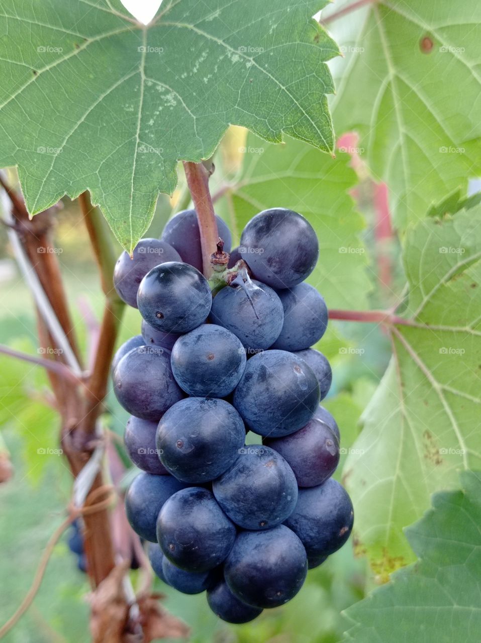 A bunch of grapes. Garden.