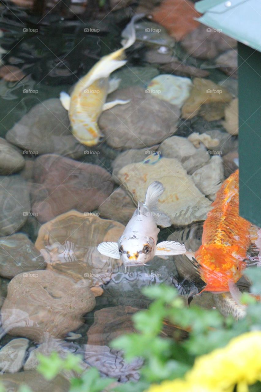 Koi fish in pond