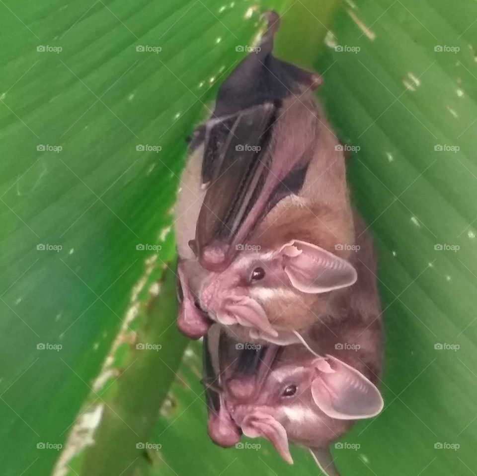 sleeping bats