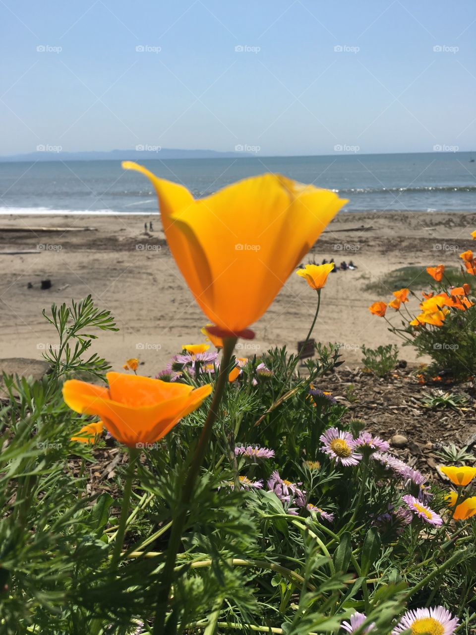 Ocean flowers 