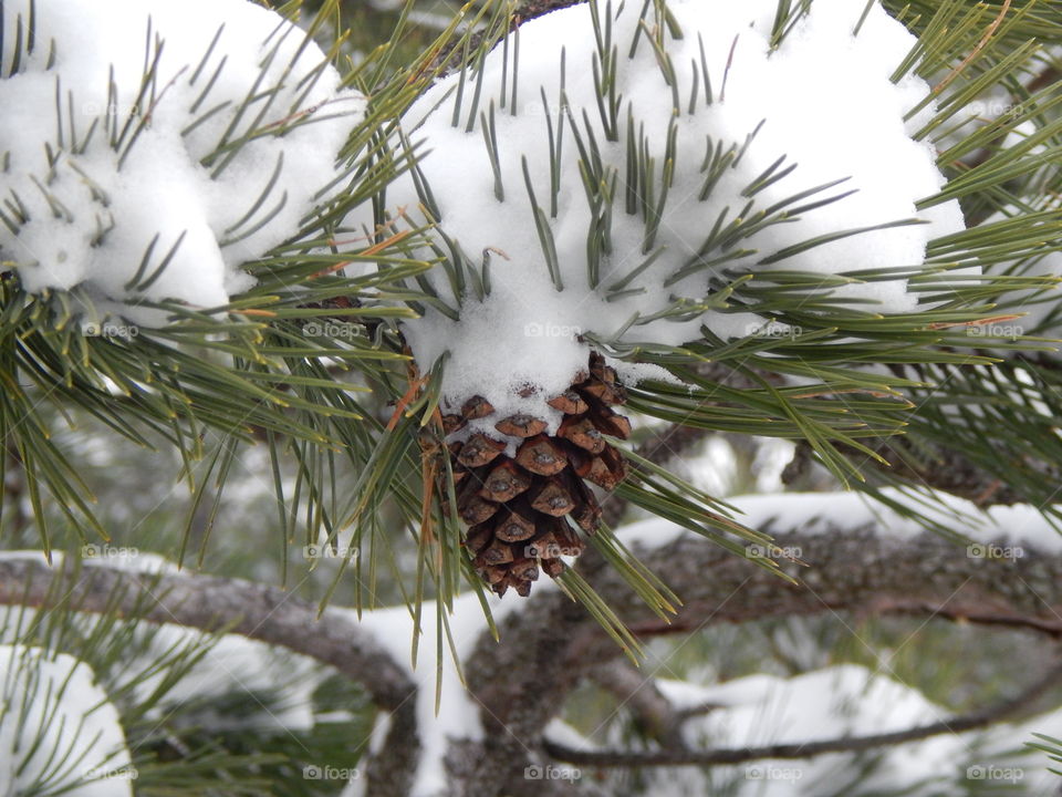 Close-up of pinecone on tree
