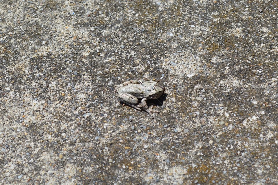 Toad on grey sidewalk