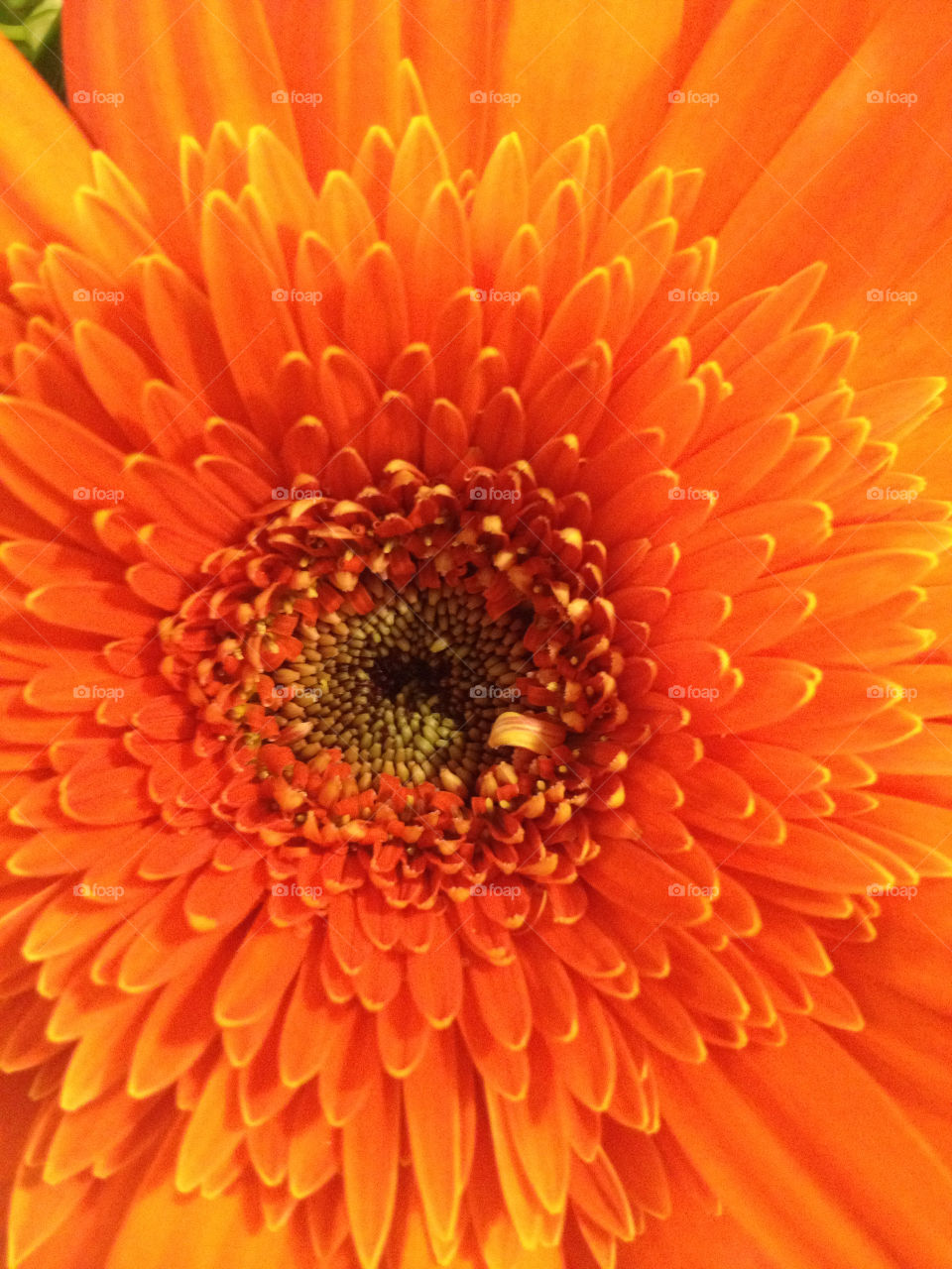 flower orange xenia by eastofsheridan