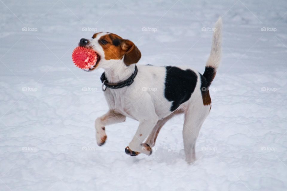 Dog running with the pink ball