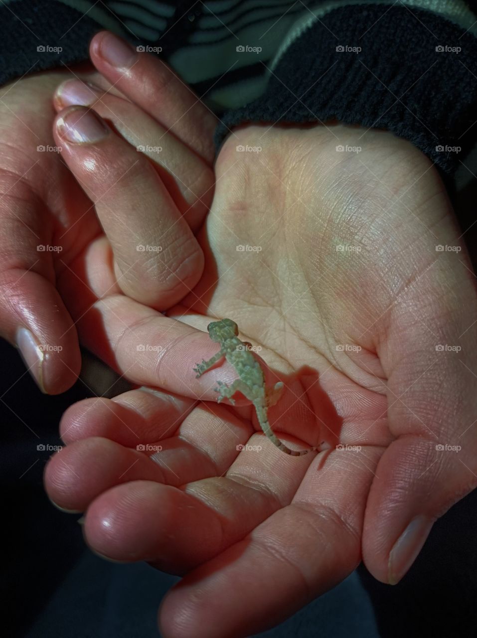 lizard in the girl's hand