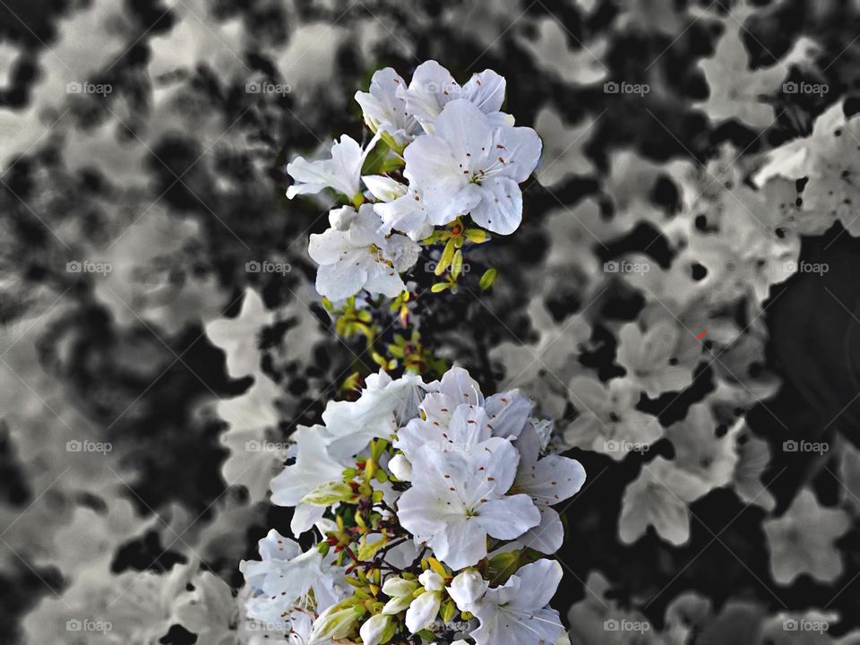 White Azaleas