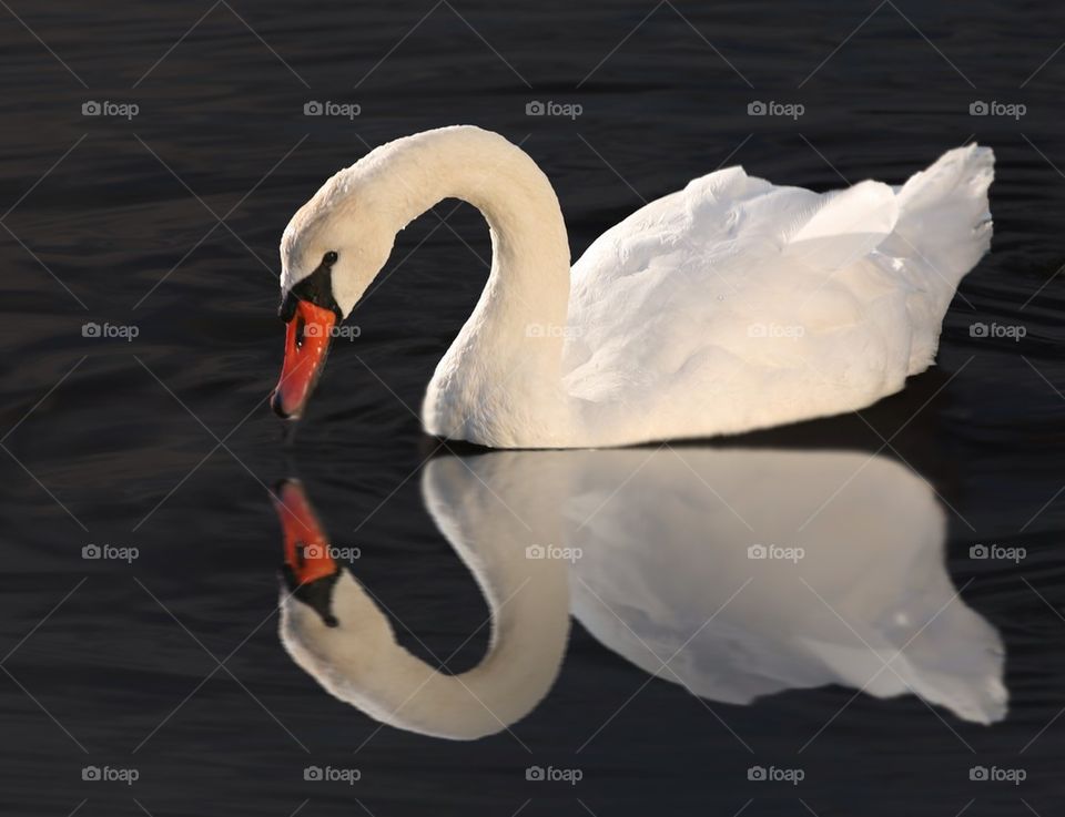 Swan swimming in lake