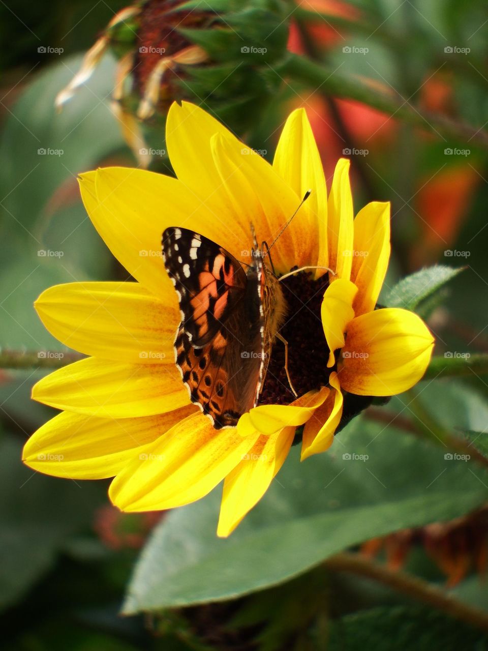 A beautiful butterfly in the center of a yellow flower