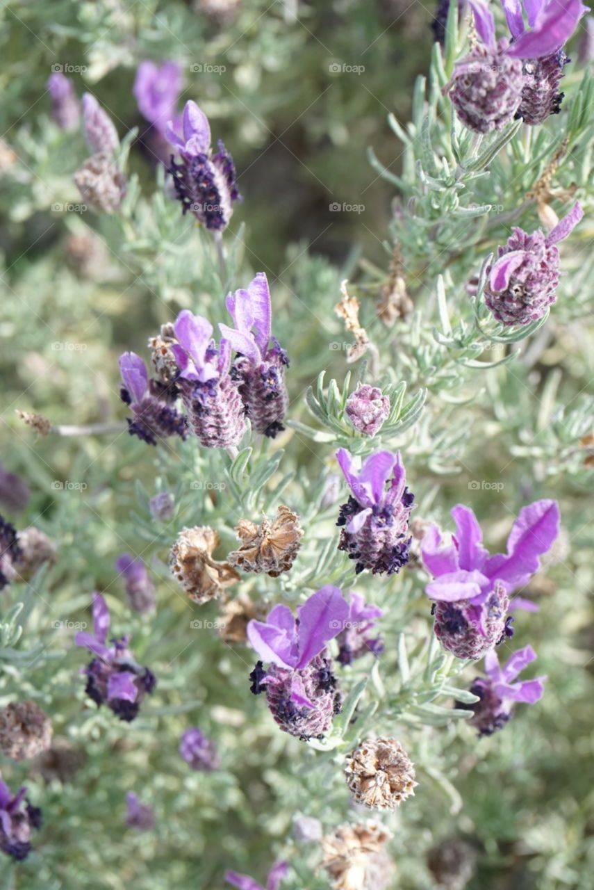 Close-Up Lavender
Spring 
California flowers