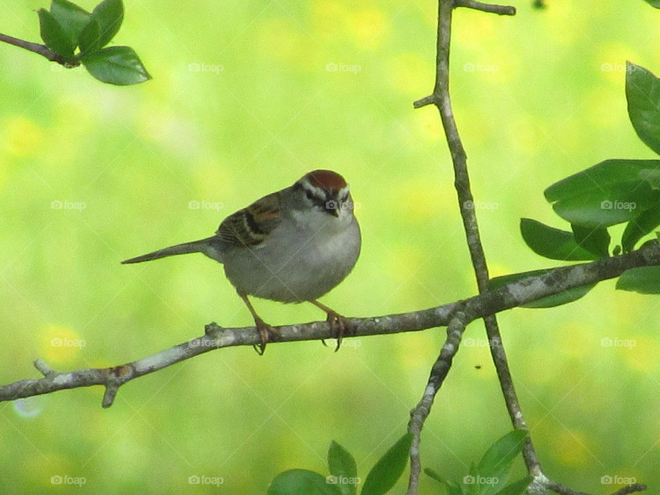 Bird, Wildlife, No Person, Nature, Tree