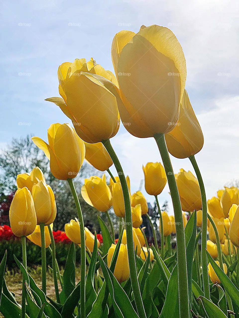 Beautiful Yellow Tulips