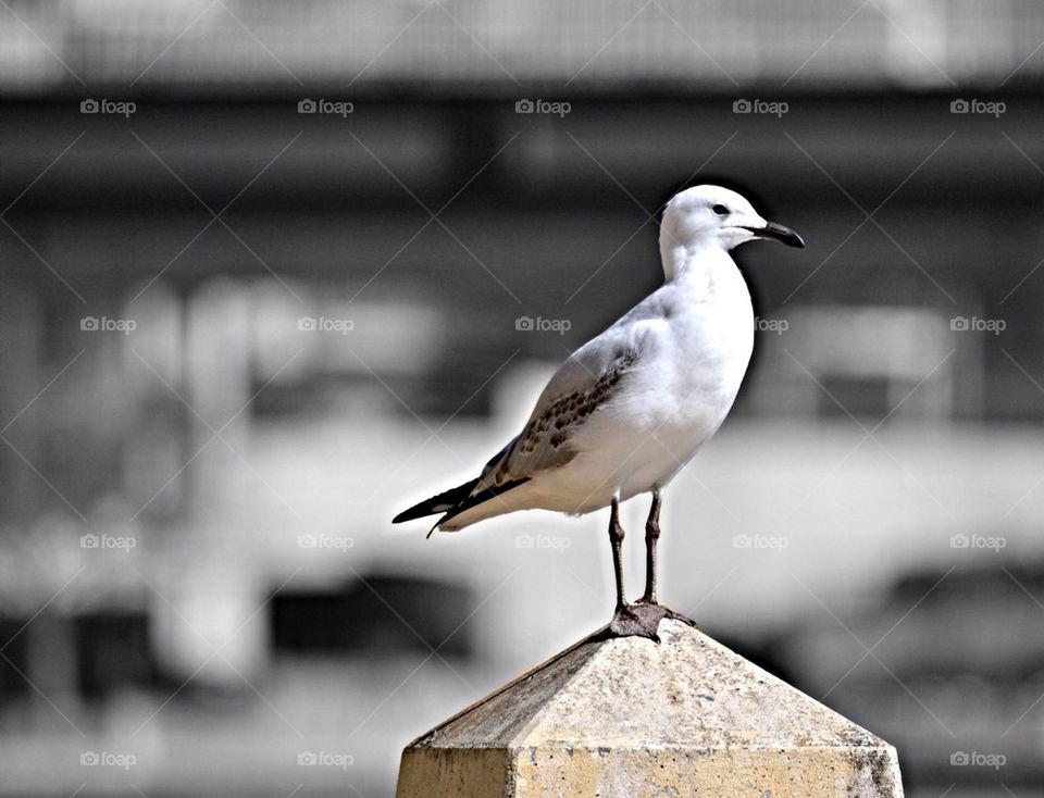 sea gull thinking about food for the night! . . .