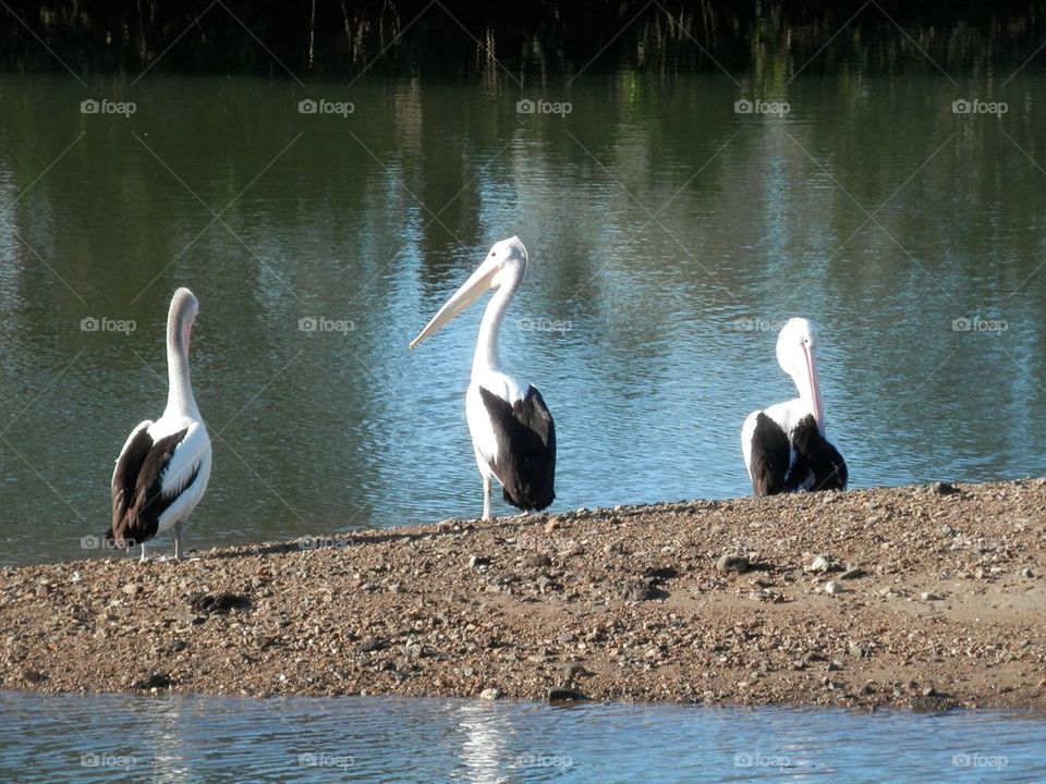 Pelicans
