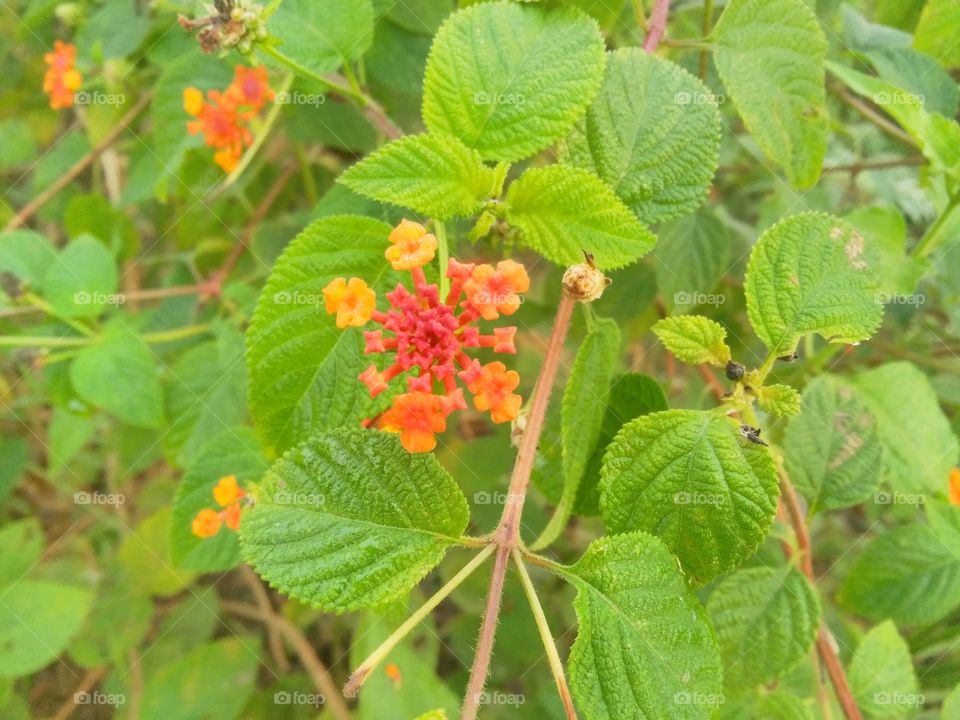 a beautiful flowers plant in the forest.
