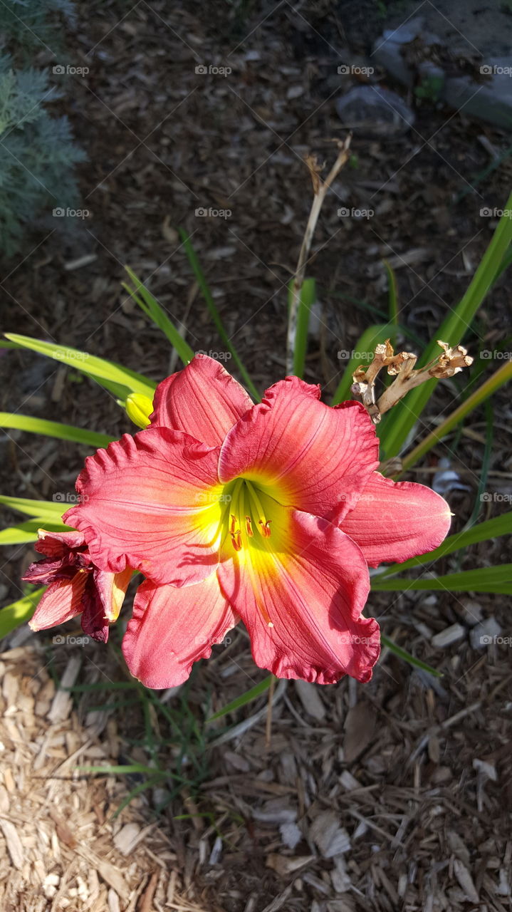 Close-up of flowering plant