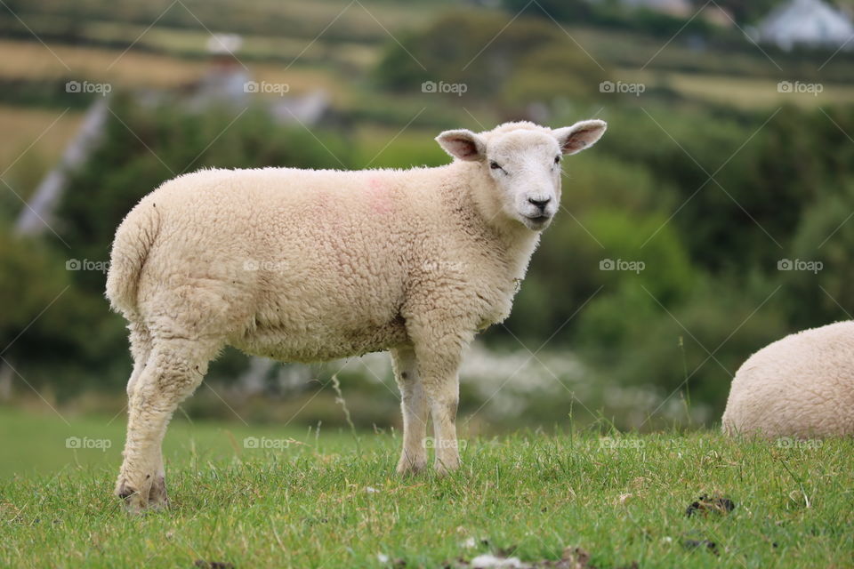 Sheep at Rahinnane Castle - Ireland 2018