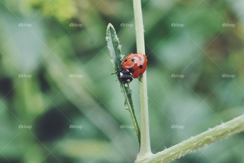 Ladybird on green leaf