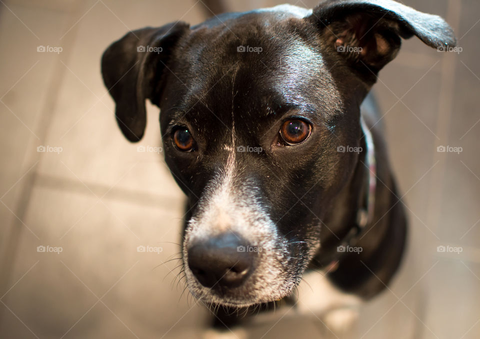 Beautiful black and white mixed breed adopted dog with big puppy dog eyes and floppy ears looking up 