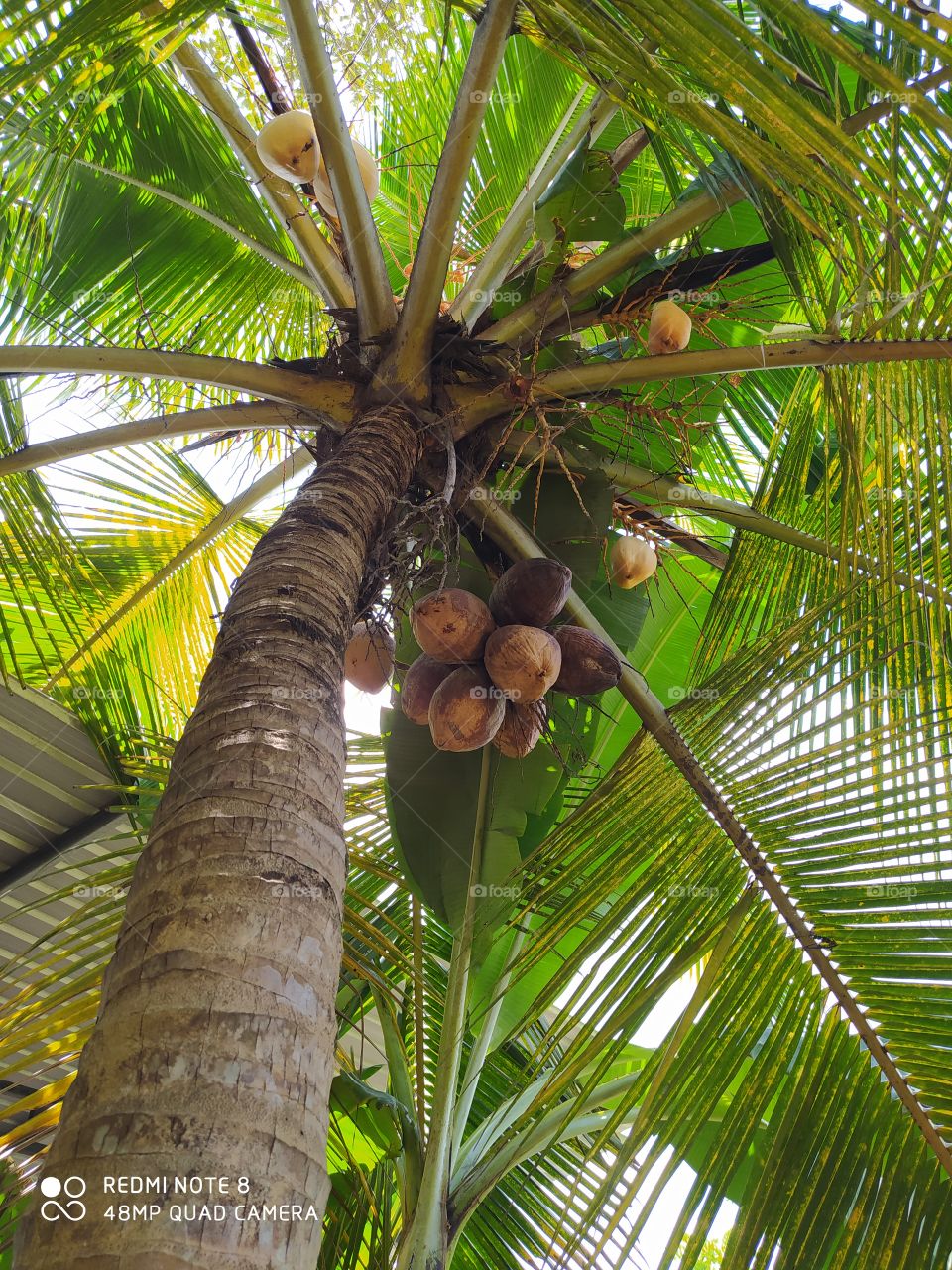 coconut tree