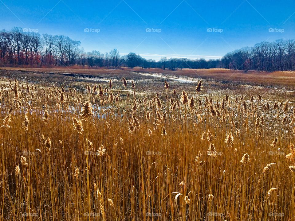 Field of dreams