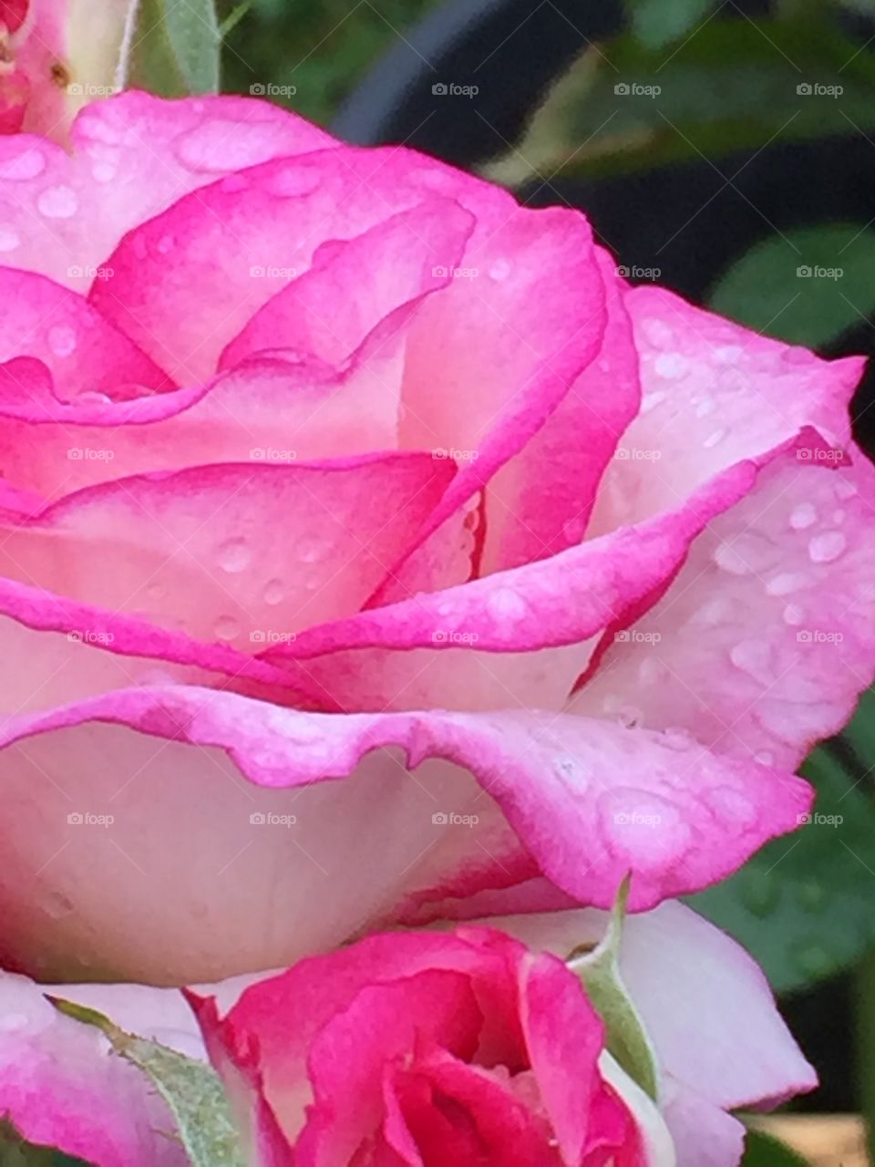 Rain kissed rose